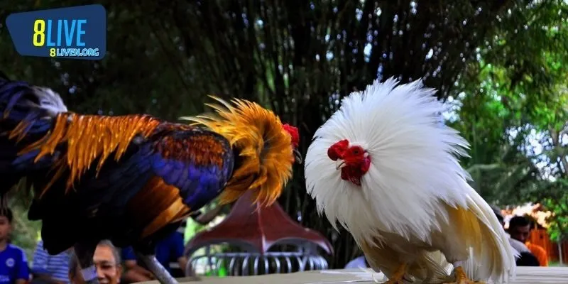 Lịch thi đấu đá gà 8LIVE liên tục